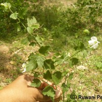 Hibiscus micranthus L.f.